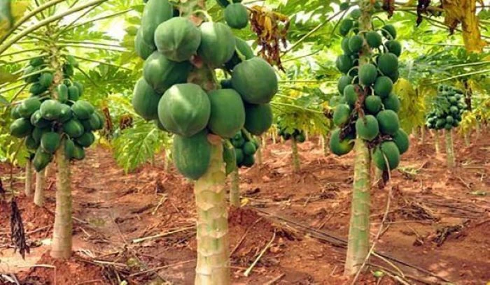 বাগেরহাটে পেঁপে চাষে কৃষকদের সাফল্য : ভালো ফলন ও ন্যায্যমূল্যে হাসি ফুটেছে চাষিদের মুখে